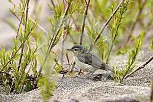 Warbling Vireo  600231 photo