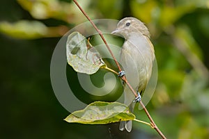 Warbling Vireo - Vireo gilvus