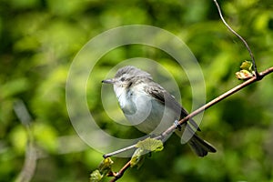 Warbling Vireo (Vireo gilvus), Ontario