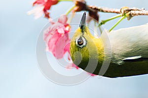 Warbling white-eye, bird, nature, animal photo