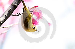 Warbling White-eye on cherry blossoms tree. bird, flower, wildlife, Mejiro, Nature, animals, spring photo