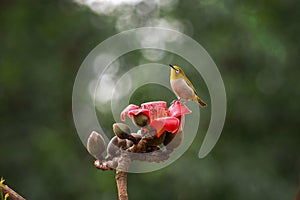 The warbling white-eye Zosterops japonicus, also known as the Japanese white-eye and mountain white-eye in Vietnam