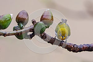 The warbling white-eye Zosterops japonicus, also known as the Japanese white-eye and mountain white-eye in Vietnam