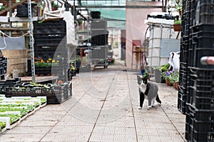 Warehouse with flowers seedling in plastic boxes for transportation and selling on market or store