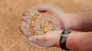 Warehouse harvested grain wheat, farmer hand pouring. Warehouse of freshly harvested grain wheat.