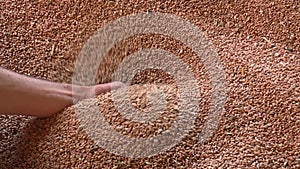 Warehouse harvested grain wheat, human hand pouring