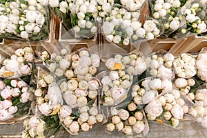 Warehouse refrigerator, Wholesale flowers for flower shops. White peonies in a plastic container or bucket. Online store