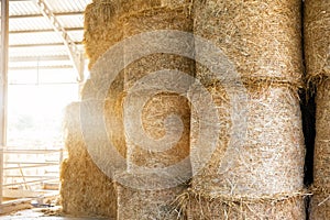 Warehouse with straw bales. Stacked Straw Hay Bales