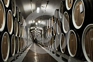 Warehouse of wine barrels at the winery