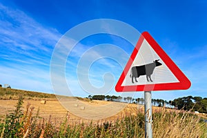 Waring sign for cow in the country side in Aberdeen