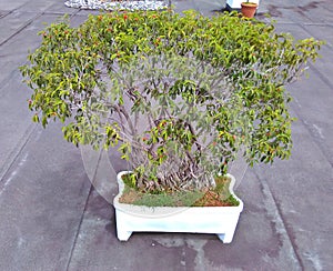 Waringin, FicusÃÂ benjaminaÃÂ L. photo