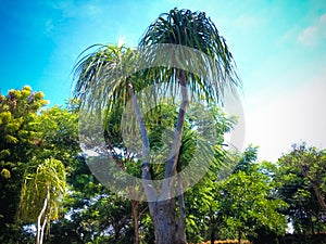Warm Atmosphere On Evergreen Perennial Tree Of Elephant`s Foot Or Ponytail Palm