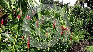 Warm Atmosphere Of The Garden Wind Blow On Crepe Ginger Flower Plants Or Cheilocostus Speciosus In The Morning