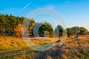 warm autumn evening at the edge of the forest
