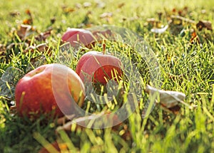 Warm Autumn : Ripe apple in green grass