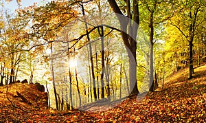 Warm autumn scenery in a forest, with the sun casting beautiful