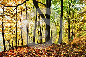 Warm autumn scenery in a forest, with the sun casting beautiful