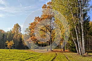 Warm autumn scenery in a forest, with the sun rays of light