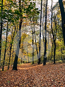 Warm autumn scenery in the forest, with the sun shedding beautiful rays of light through trees.