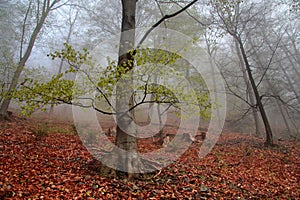 Warm autumn or summer scenery in a forest with the sun casting beautiful rays of light through the mist and trees