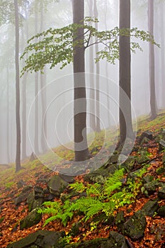 Warm autumn or summer scenery in a forest with the sun casting beautiful rays of light through the mist and trees