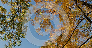 Warm autumn sun shining through colorful foliage treetops on beautiful sunny day.