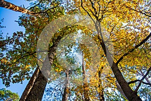 Tall trees reach for the sky. Yellow tree crowns on a background of blue sky