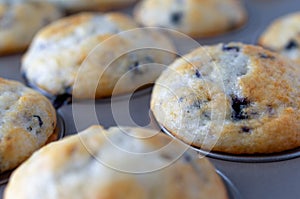 Warm baked mini blueberry muffins in a baking pan