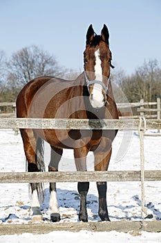 Warm Blood Bay Horse Standing In Winter Corral Rural Scene