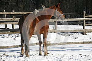 Warm Blood Chestnut Horse Standing In Winter Corral Rural Scene