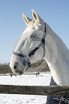 Warm Blood Horse Standing In Winter Corral Rural Scene