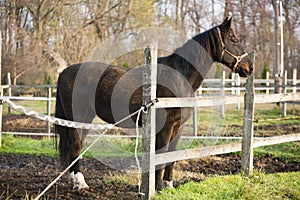 Warm blood purebred horse standing in autumn corral