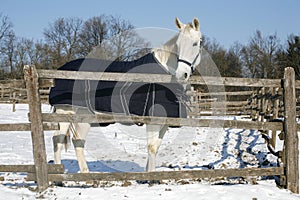 Warm Blood Purebred Horse Standing In Winter Corral Rural Scene