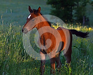 A warm-blooded foal playing on a summer meadow