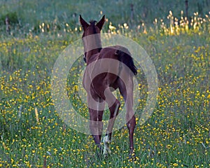 A warm-blooded foal playing on a summer meadow