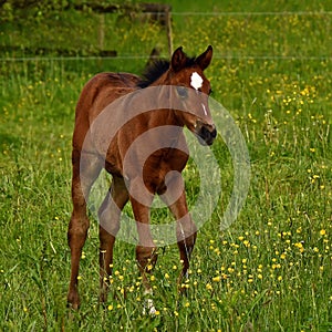 A warm-blooded foal of trotting horse