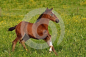 A warm-blooded foal of trotting horse