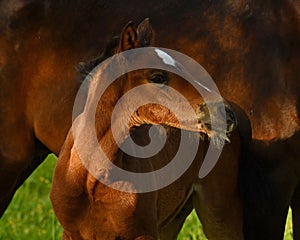 A warm-blooded foal of trotting horse