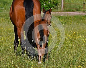 A warm-blooded foal of trotting horse