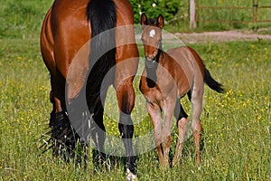 A warm-blooded foal of trotting horse