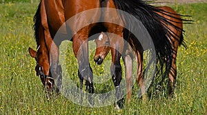 A warm-blooded foal of trotting horse