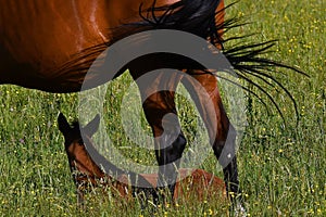 A warm-blooded foal of trotting horse