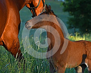 A warm-blooded foal of trotting horse