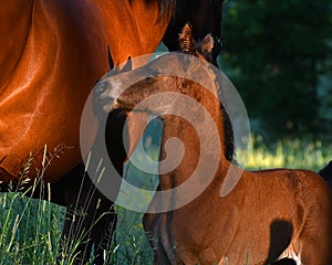 A warm-blooded foal of trotting horse