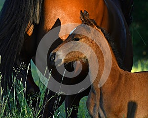 A warm-blooded foal of trotting horse