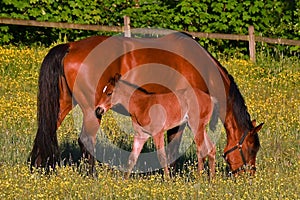 A warm-blooded foal of trotting horse