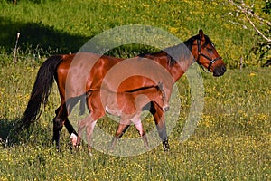 A warm-blooded foal of trotting horse