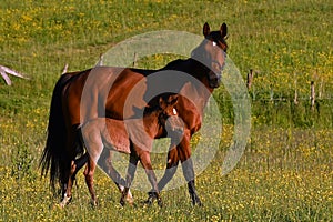 A warm-blooded foal of trotting horse