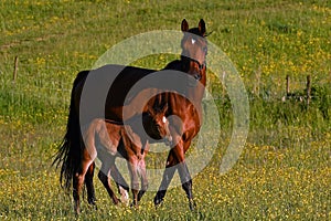 A warm-blooded foal of trotting horse