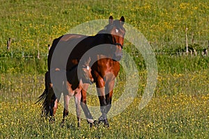 A warm-blooded foal of trotting horse